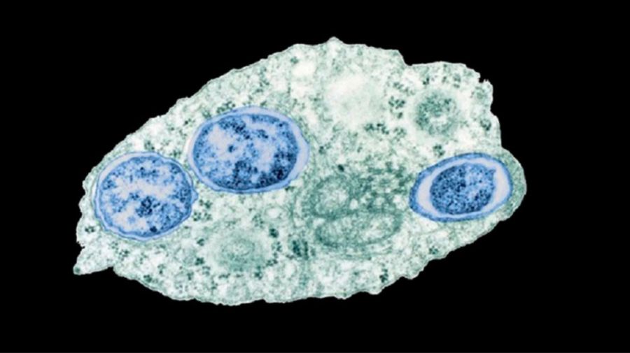 Mecanismo bacteriano que activa la reproducción asexual de plagas agrícolas