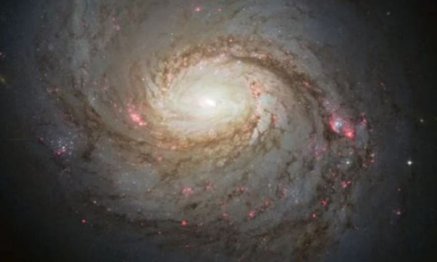 1805_galaxia del calamar