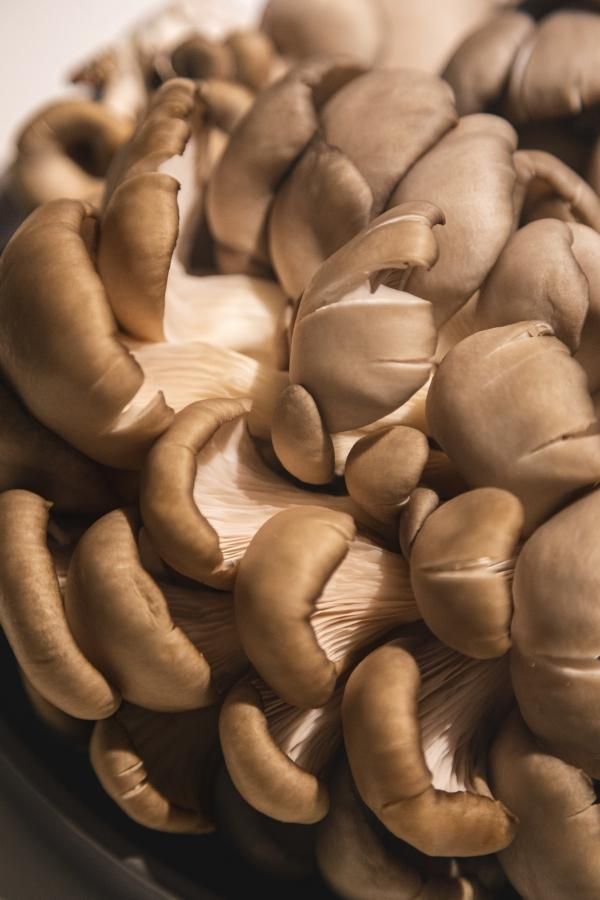 Hongos salteados