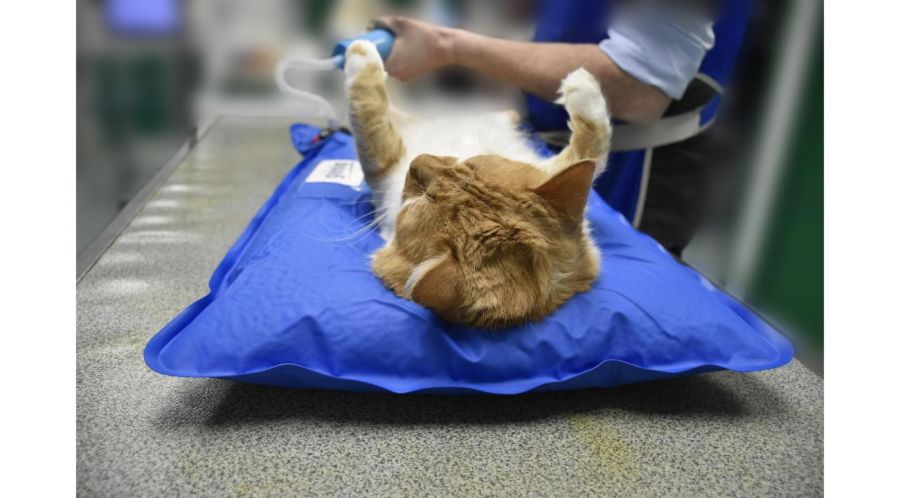 Mascotas Mimadas: Cuando el amor por tu mejor amigo se transforma en excelencia, la revolución silenciosa del bienestar animal