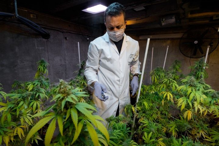 Cannabis medicinal