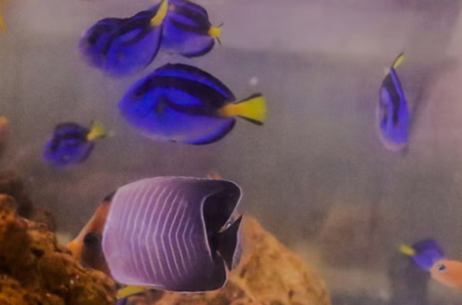 2005_peces