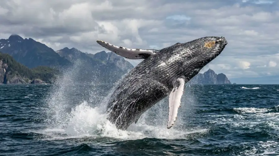 ballena