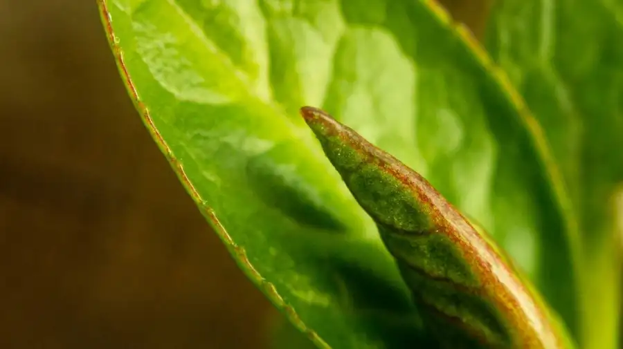 Día Internacional del Té