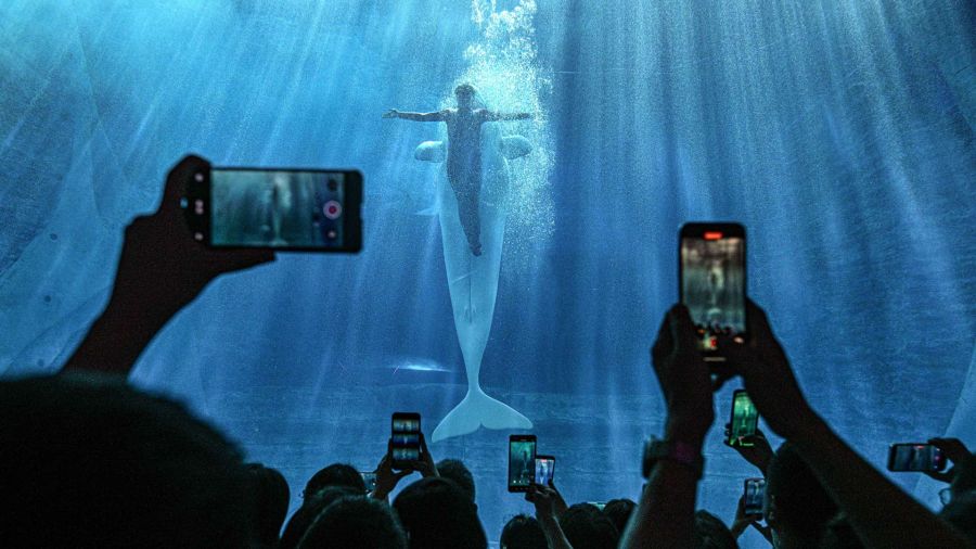 Fotogaleria Imagen de personas observando la presentación de una ballena beluga en el acuario de Atlantis Sanya, en Sanya, en la provincia de Hainan, en el sur de China
