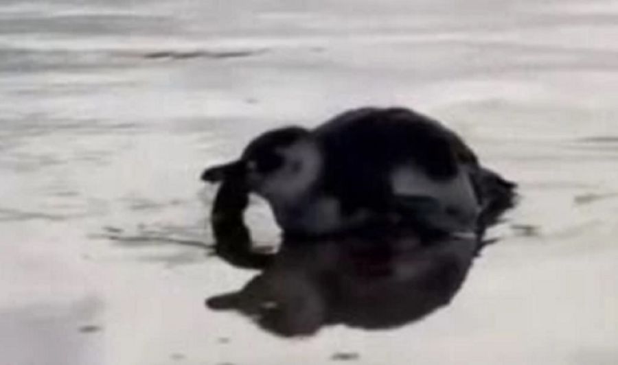 2605_pingüino