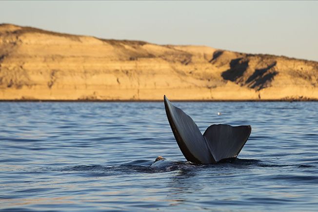 Ballena franca