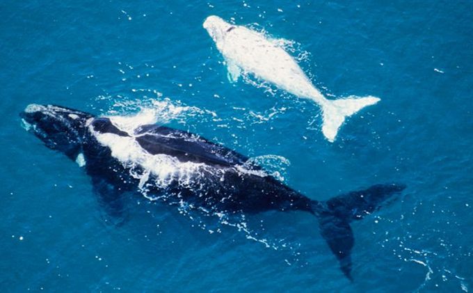 Ballenas francas