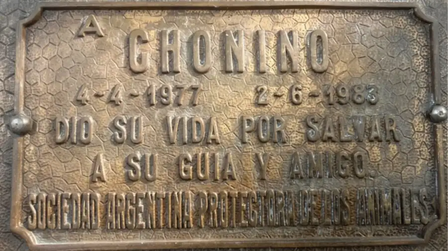 Chonino, el ovejero alemán que transformó el deber en leyenda y originó el Día Nacional del Perro en Argentina