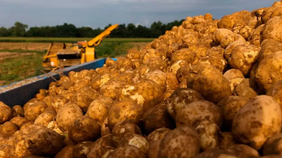 Tiran toneladas de papas en europa 02062026