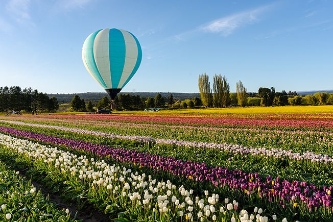 Tulipanes