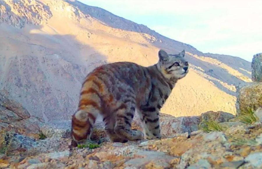 0906_GATO ANDINO