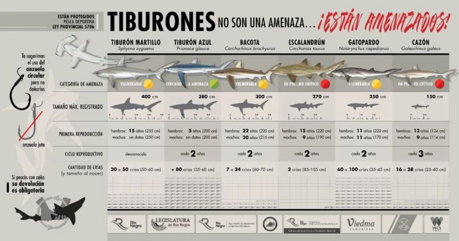 0906_tiburones