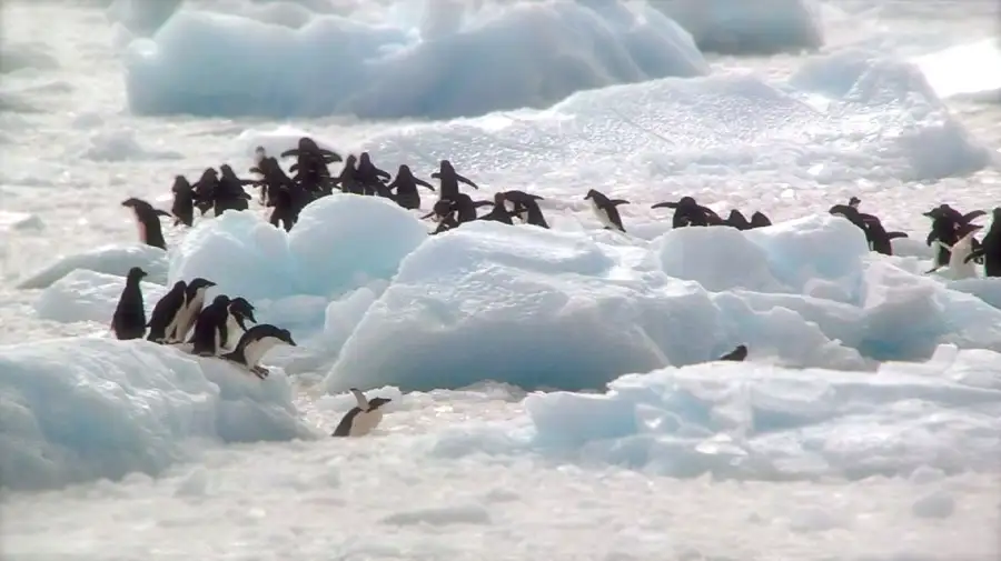 La Península Antártica registra temperaturas récord en junio 12062026