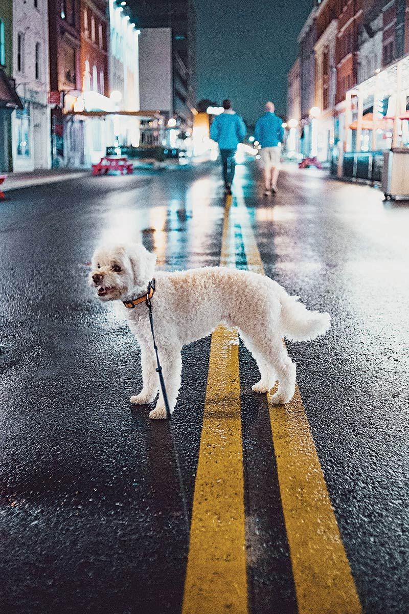 Perro