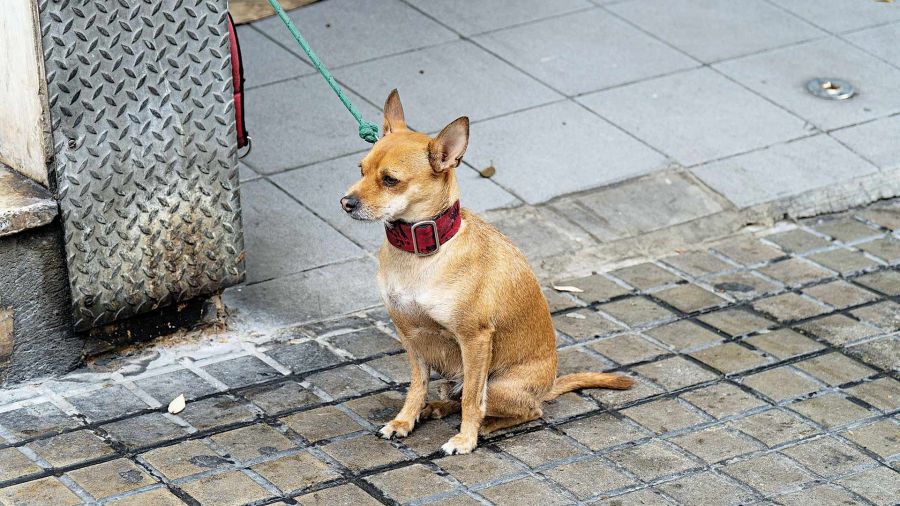 Perro