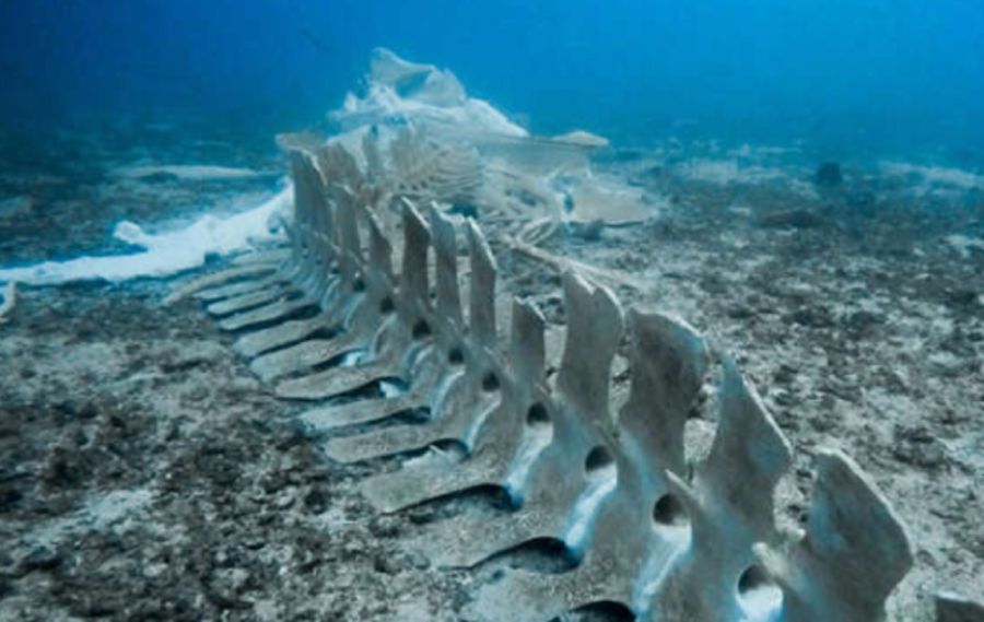 1606_cementerio ballenas