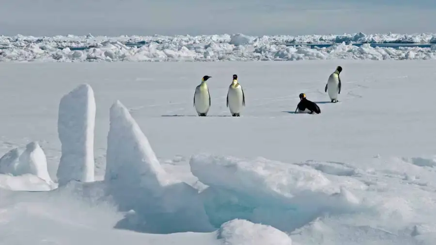 Antártida perdió una gran extensión de hielo marino 16062026