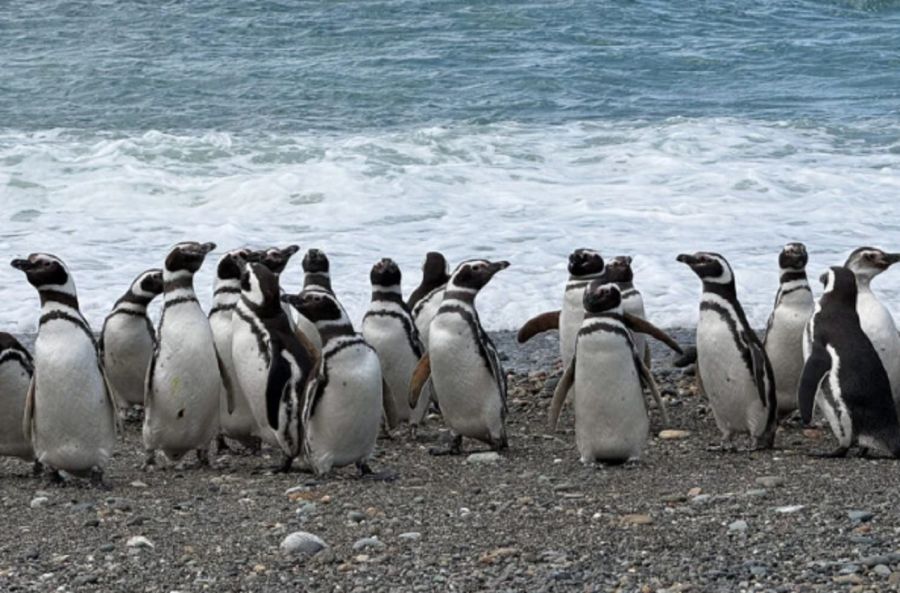 1806_pingüinos