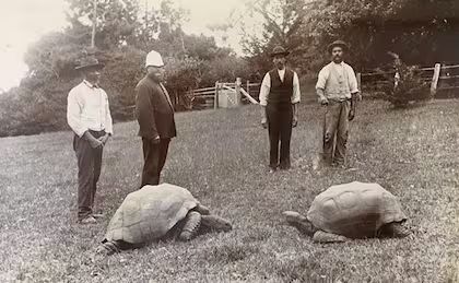Tortuga Jonathan
