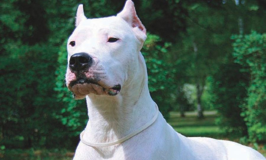2306_perros