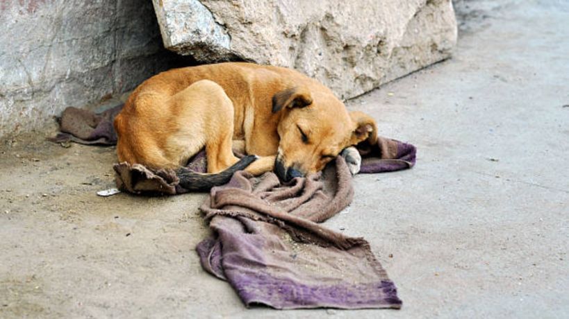 Perros de la calle en Córdoba