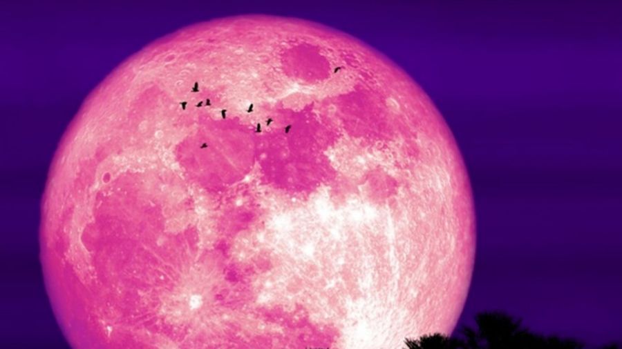2906_luna fresa 