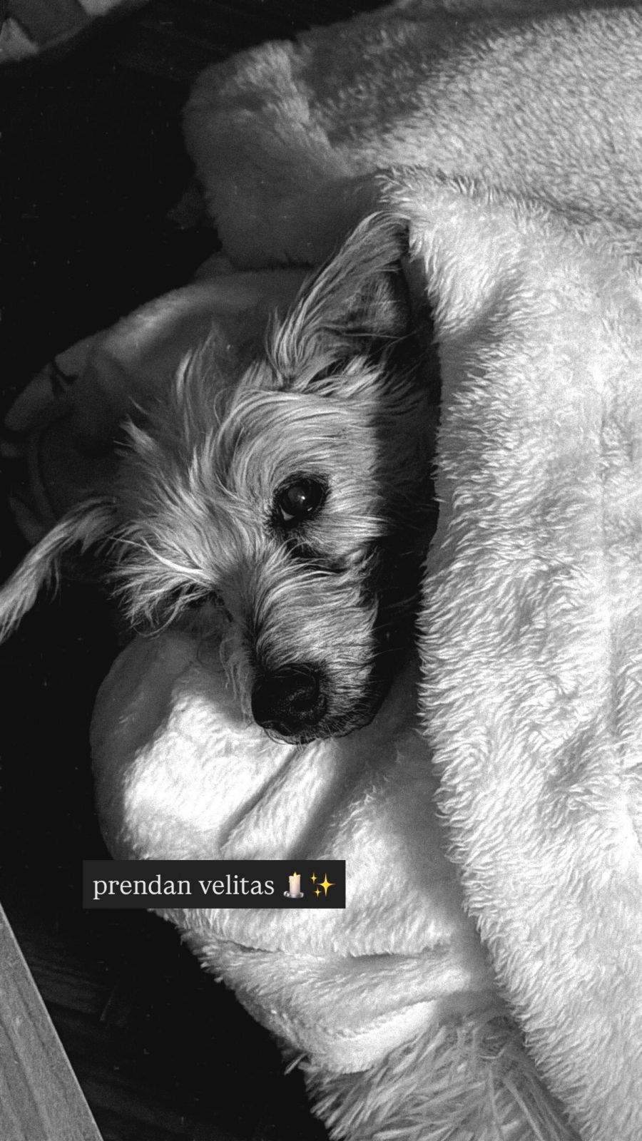 Cande Tinelli por su perrita