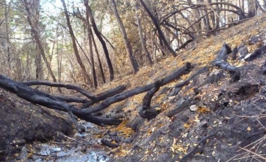 0207_incendios