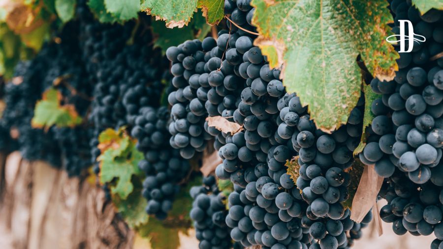 Bodega Mauricio Lorca en Delirio