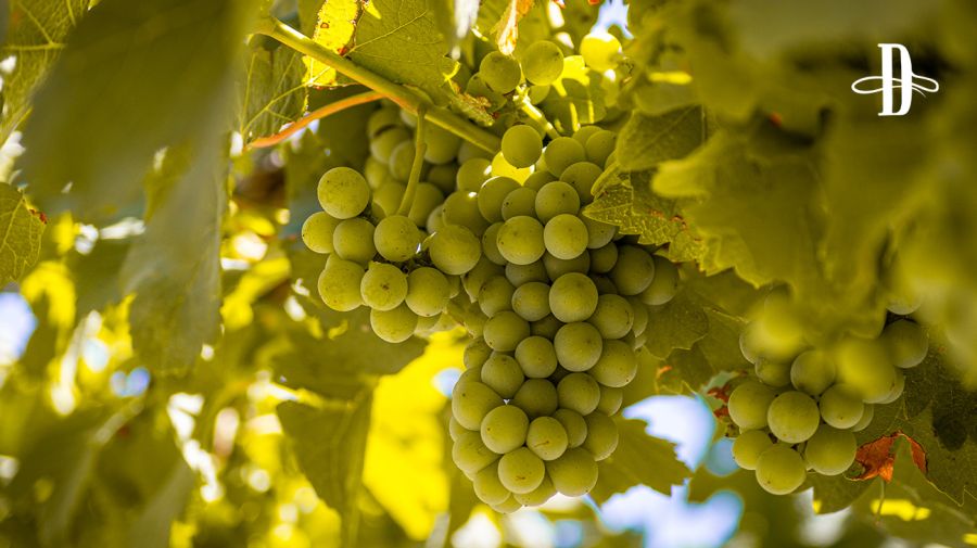 Bodega Mauricio Lorca en Delirio