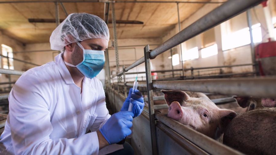 Zoonosis 02072026