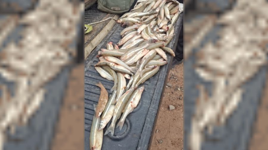 0407_pescailegal