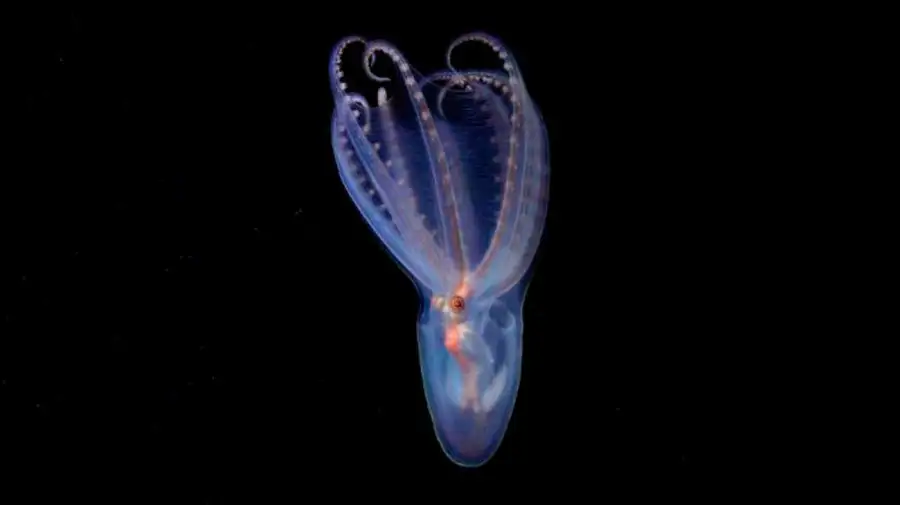 Pulpo 05072026