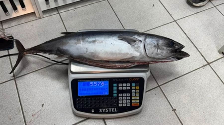 0607_bonito