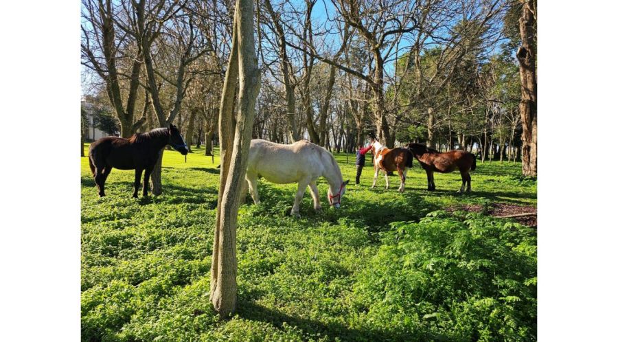 ¿Qué pueden enseñarte los caballos sobre liderazgo que nadie más te dice?