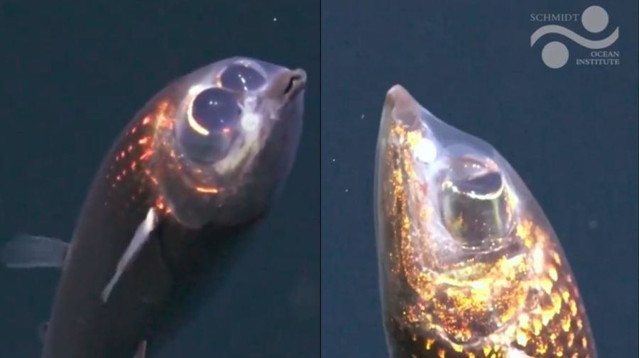 Pez binocular (Winteria telescopa)