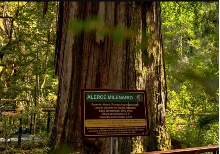 1307_alerce abuelo