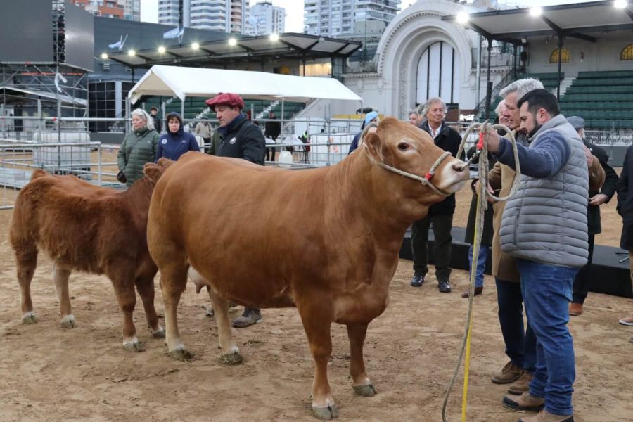 Expo 2026: comenzó el ingreso de animales en La Rural.
