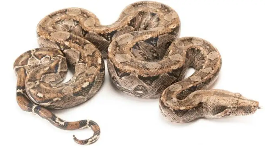 Boa