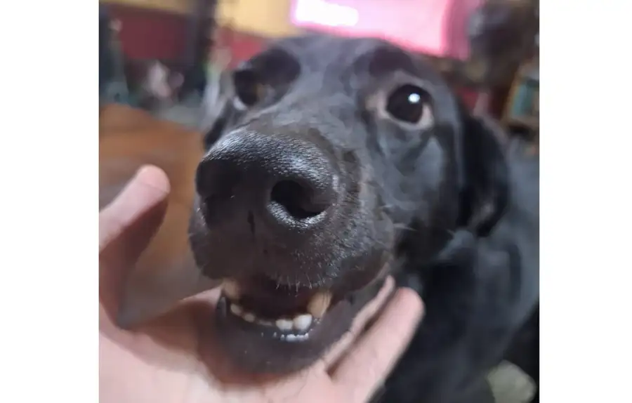 21Julio26Diadelperro