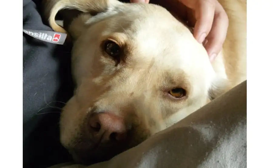 21Julio26Diadelperro