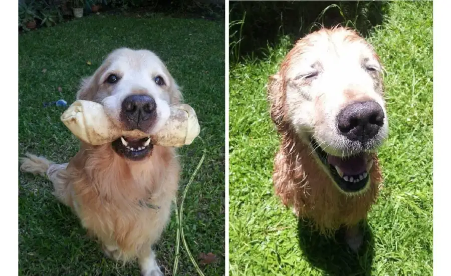 dia del perro 2026