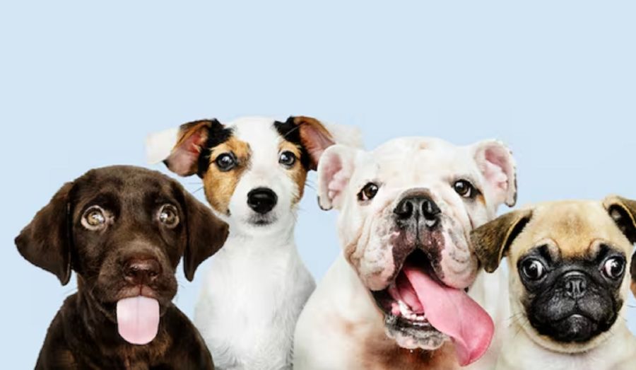 2107_PERROS