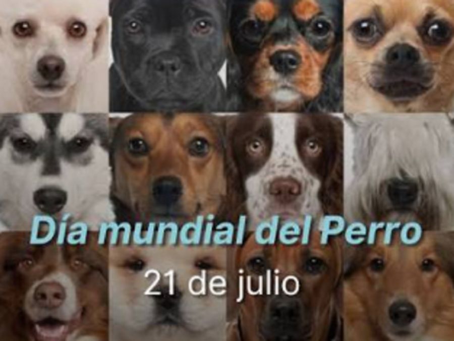 2107_perros
