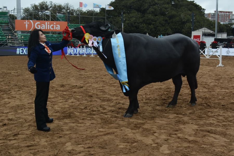 bufalos de corrientes en al expo rural
