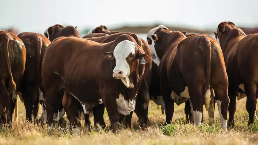Caravanas para identificación animal y trazabilidad