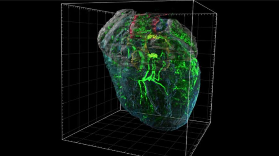 Descubren que el corazón tiene un pequeño cerebro que lo protege del estrés 23072026