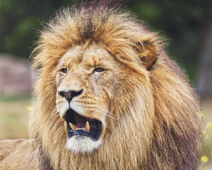 Temporada de Leo