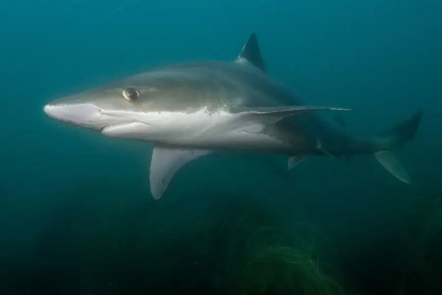 tiburones en peligro